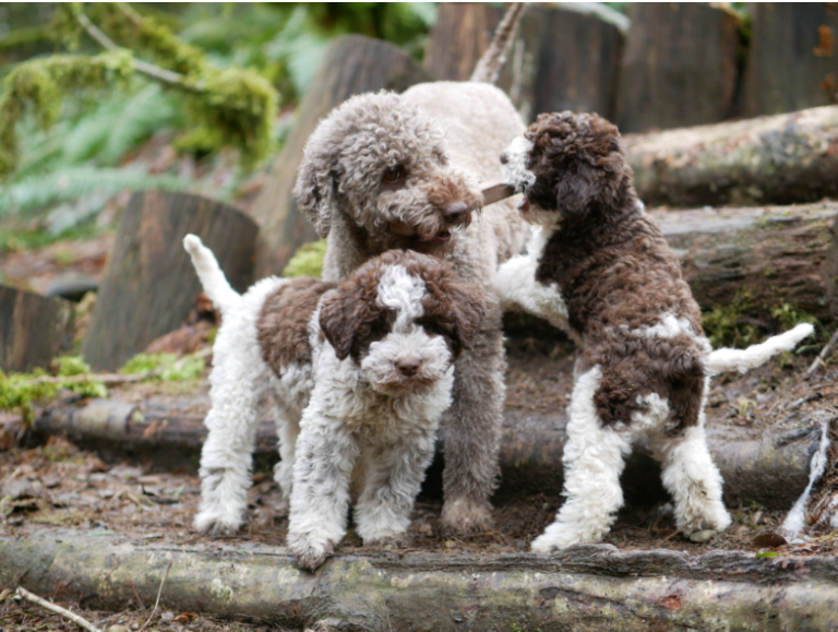 The Ultimate Guide to Lagotto Breeders: Ensuring You Choose the Best for Your New Furry Friend