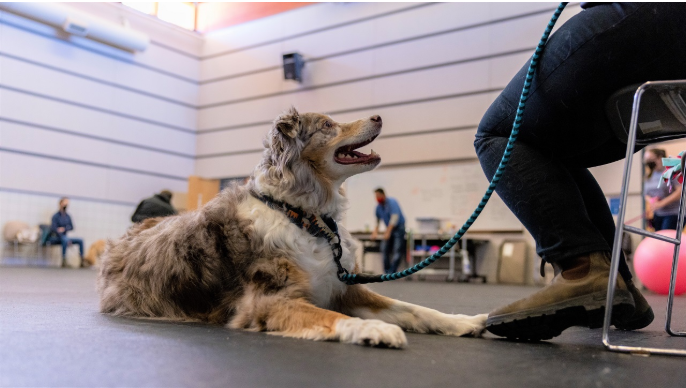 5 Key Benefits of Puppy Obedience Training