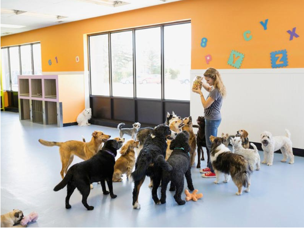 5 Reasons to Consider Dog Boarding