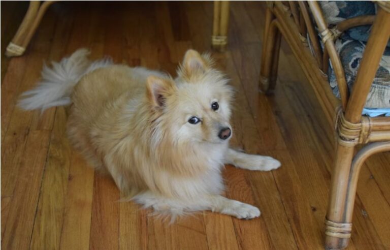 Perfect Pup, Lifelong Pal: Choosing and Raising Your Ideal Puppy